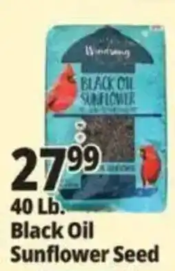 Ocean State Job Lot Windsong Black Oil Sunflower Seed offer