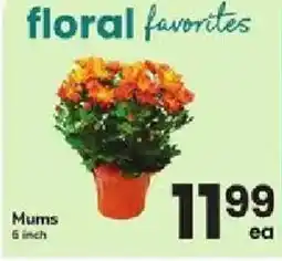 ACME Floral Favorites Mums offer