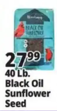 Ocean State Job Lot Winning Black Oil Sunflower Seed offer
