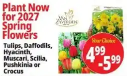 Ocean State Job Lot Van Zyverden spring flowers offer