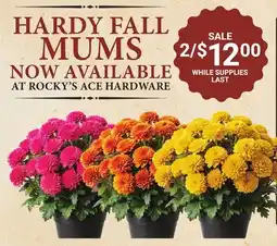 Ace Hardware HARDY FALL MUMS offer