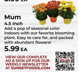 Sunset Foods Mum offer
