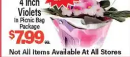 Angelo Caputo's Fresh Market 4 Inch Violets offer