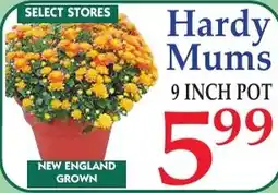 DeMoulas Market Basket Hardy Mums offer