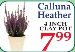 DeMoulas Market Basket Calluna Heather offer