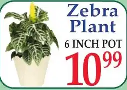 DeMoulas Market Basket Zebra Plant offer
