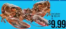 Hmart Live Lobster offer
