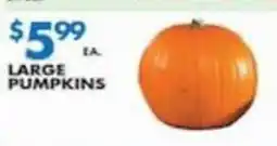 Associated Large pumpkins offer