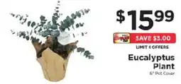 ShopRite Eucalyptus Plant offer