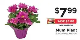 ShopRite Mum Plant offer