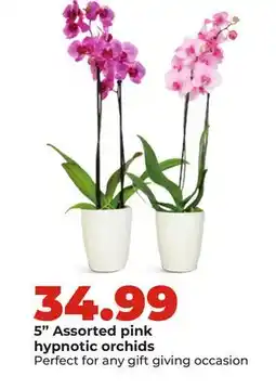 Hy-Vee 5 Assorted pink hypnotic orchids offer