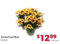 Family Fresh Market Santa Cruz Mum offer