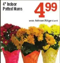 Price Chopper 4" Indoor Potted Mums offer