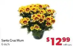 Family Fare Santa Cruz Mum offer