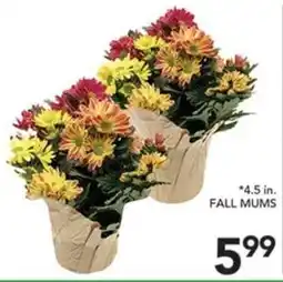 Pete's Fresh Market Fall Mums offer