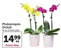Vons Phalaenopsis Orchid offer