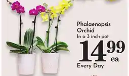 Pavilions Phalaenopsis Orchid offer