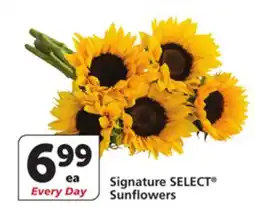 Albertsons Signature SELECT Sunflowers offer