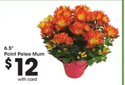 Mariano's 6.5 Point Pelee Mum offer