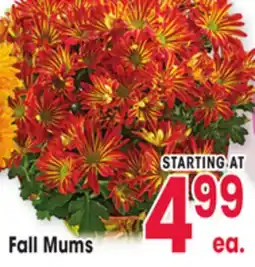 Jewel-Osco Fall Mums offer