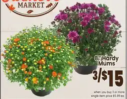Jewel-Osco 8 Hardy Mums offer