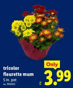 Lidl tricolor fleurette mum offer