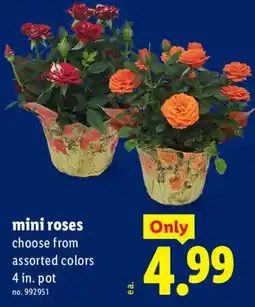 Lidl mini roses offer