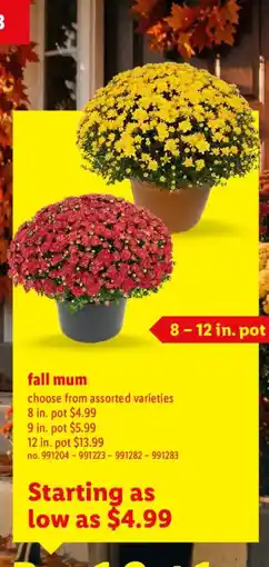 Lidl fall mum offer
