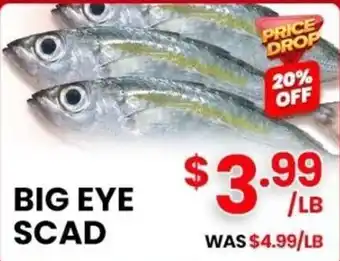 Big Eye Scad