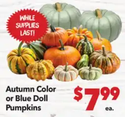 Vallarta Supermarkets Autumn Color or Blue Doll Pumpkins offer