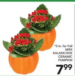 Pete's Fresh Market MINI KALANCHOE CERAMIC PUMPKIN offer