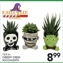 Pete's Fresh Market CREEPY CREW SUCCULENTS offer