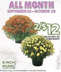 Price Cutter 8 inch mums offer