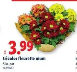 Lidl tricolor fleurette mum offer