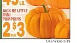 Ctown Jack Be Little Mini Pumpkins offer