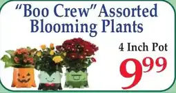 DeMoulas Market Basket Boo Crew Assorted Blooming Plants offer