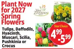 Ocean State Job Lot Tulips, Daffodils, Hyacinth, Muscari, Scilia, Pushkinia or Crocus offer