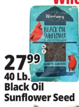 Ocean State Job Lot 40 Lb. Black Oil Sunflower Seed offer