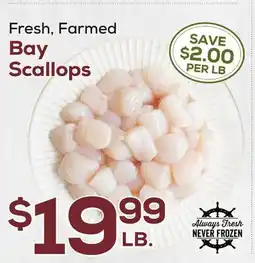 DeCicco & Sons Bay Scallops offer