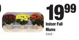 Sentry Indoor Fall Mums offer