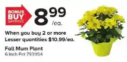 GIANT Fall Mum Plant offer