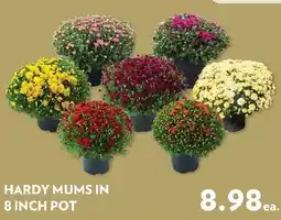 Reasors Hardy Mums offer