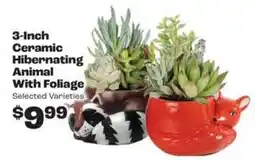 Rosauers Ceramic Hibernating Animal With Foliage offer