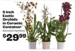 Rosauers 5-inch exotic orchids in ceramic container offer