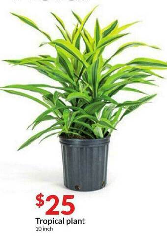 Hy-Vee Tropical Plant offer