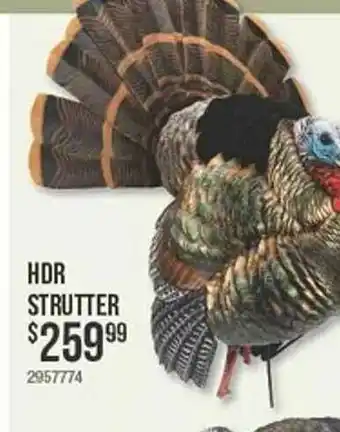 Bass Pro Hdr Strutter offer