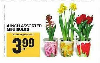 Food Lion 4 Inch Assorted Mini Bulbs offer