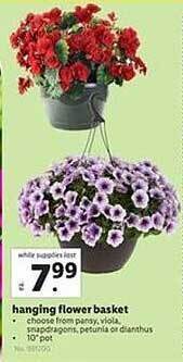 Lidl Hanging Flower Basket offer