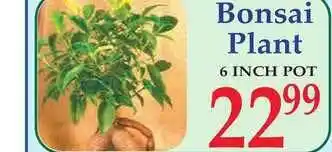 DeMoulas Market Basket Bonsai Plant offer