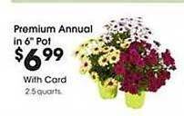 Premium Annual In 6